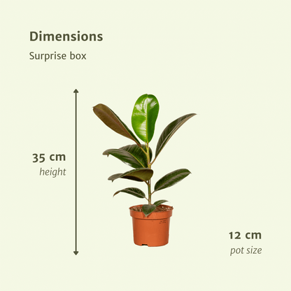 Verrassingsbox - Ø12Cm - ↕25Cm