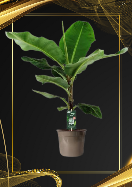 Bananenplant (Musa) - 140 cm - Ø27cm - Diervriendelijke Kamerplant