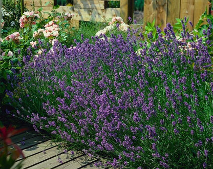 Lavandula ang. 'Munstead' - ↕10-25cm - Ø9cm