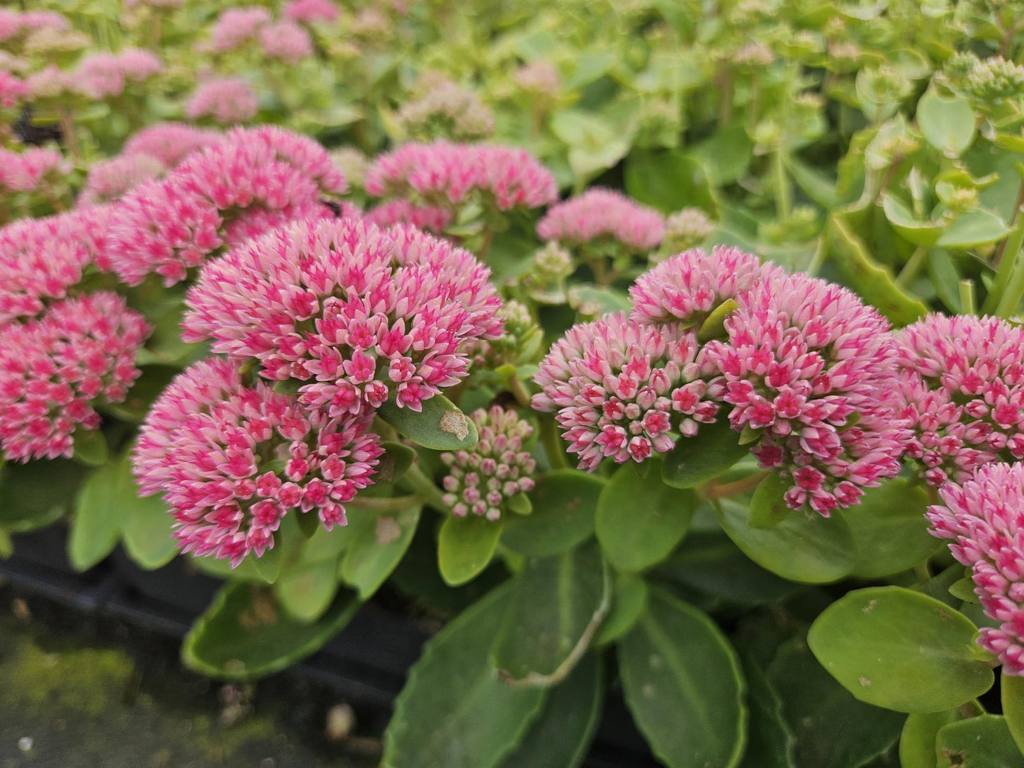 Sedum 'Herbstfreude' - ↕10-25cm - Ø9cm