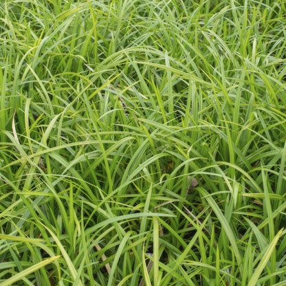 Carex morrowii 'Irish Green' - ↕10-25cm - Ø9cm - Siergras