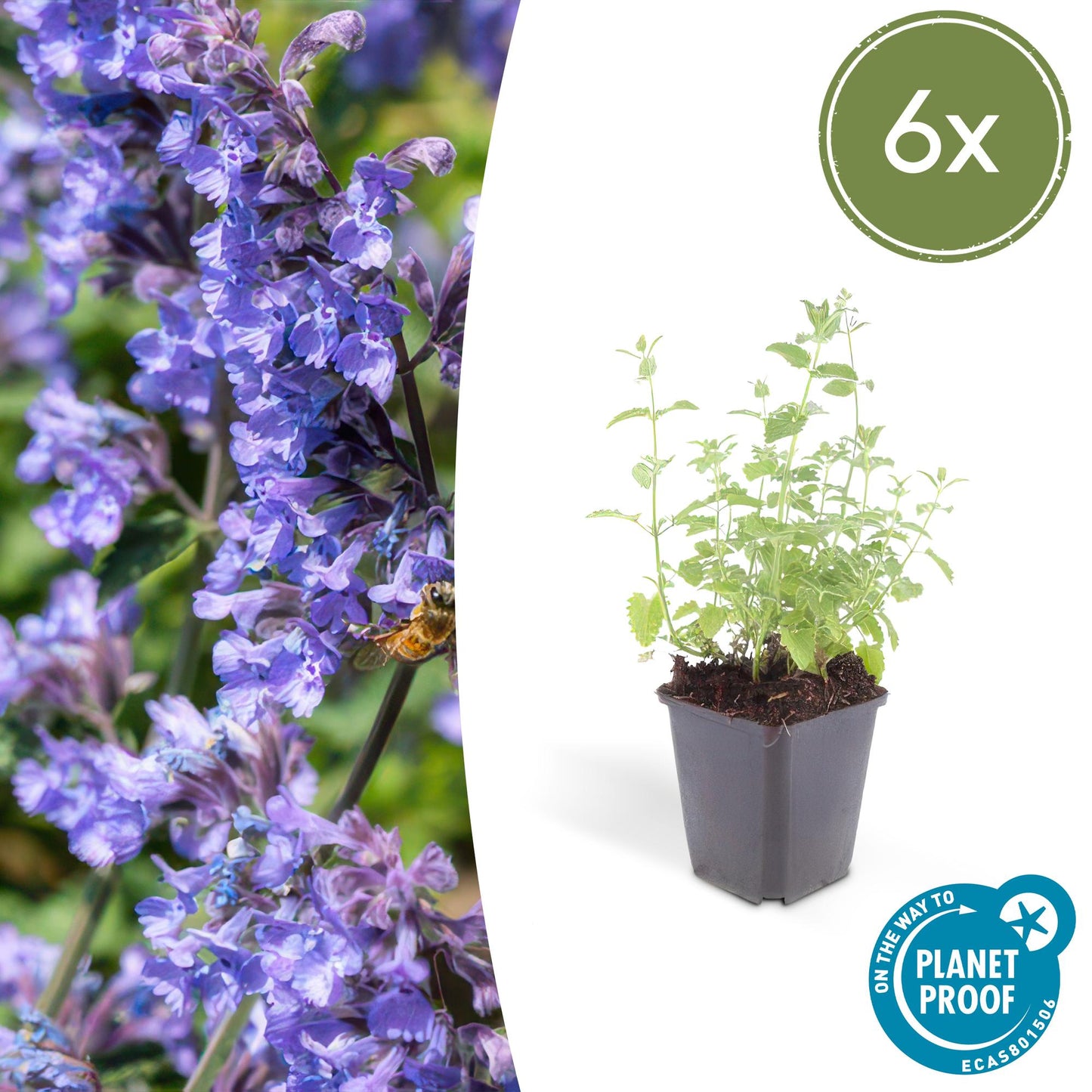 Nepeta 'Six Hills Giant' - ↕10-25cm - Ø9cm