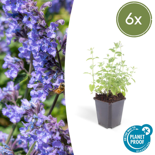 Nepeta 'Six Hills Giant' - ↕10-25cm - Ø9cm