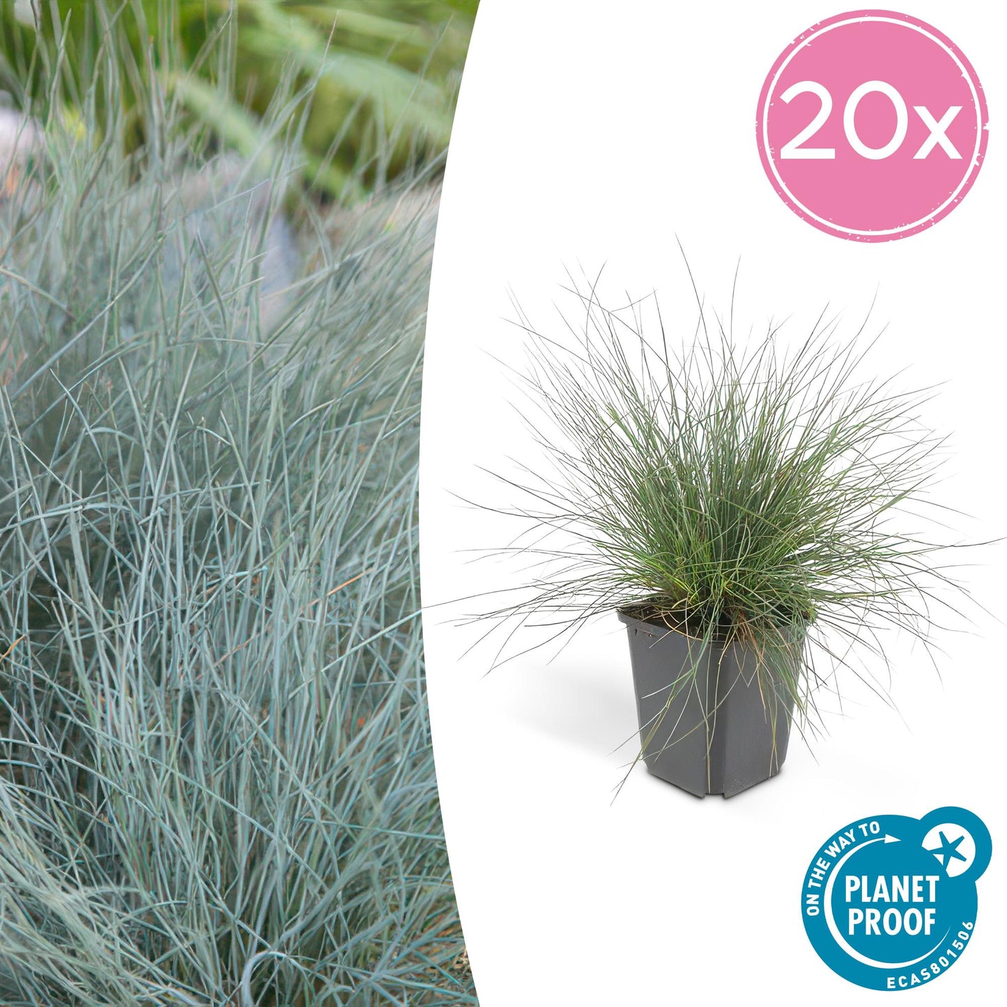 Festuca glauca 'Elijah Bleu' - ↕10-25cm - Ø9cm