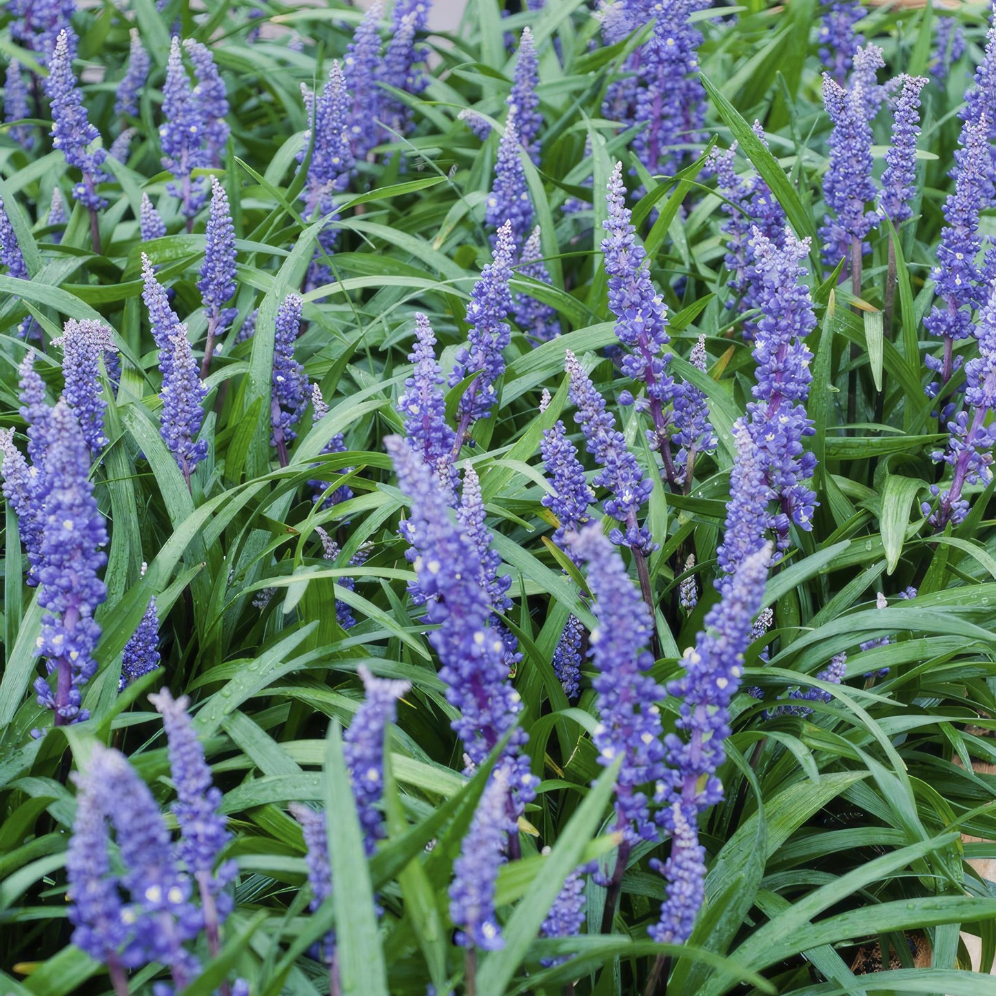 Liriope muscari 'Big Blue' - ↕10-25cm - Ø9cm