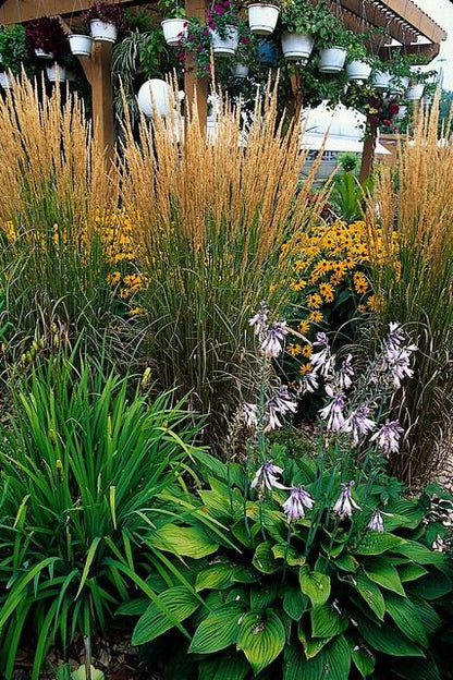 Calamagrostis acut. 'Karl Foerster'  - ↕10-25cm - Ø9cm