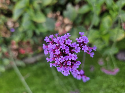 Verbena bon. 'Lollipop' - ↕10-25cm - Ø9cm