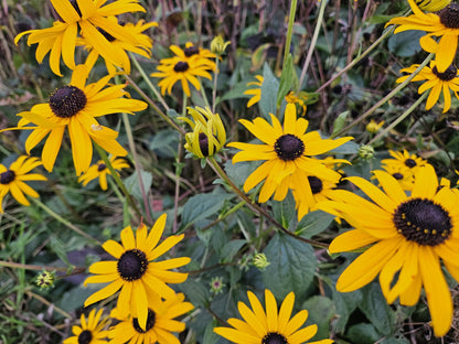 Rudbeckia fulgida 'Goldsturm' - ↕10-25cm - Ø9cm