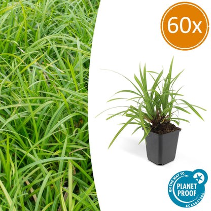 Carex morrowii 'Irish Green' - ↕10-25cm - Ø9cm - Siergras