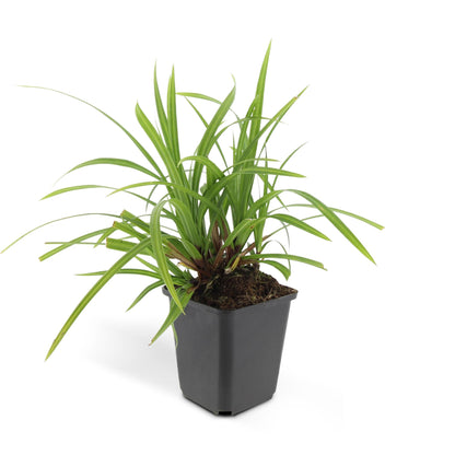 Carex morrowii 'Irish Green' - ↕10-25cm - Ø9cm - Siergras