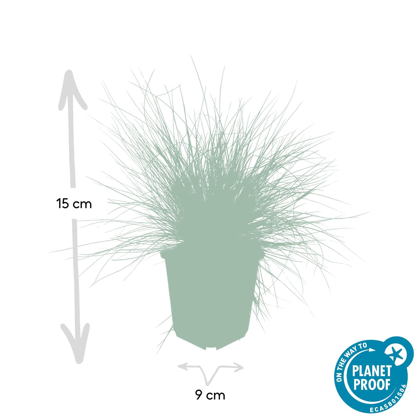 Festuca glauca 'Elijah Bleu' - ↕10-25cm - Ø9cm