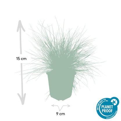 Festuca glauca 'Elijah Bleu' - ↕10-25cm - Ø9cm