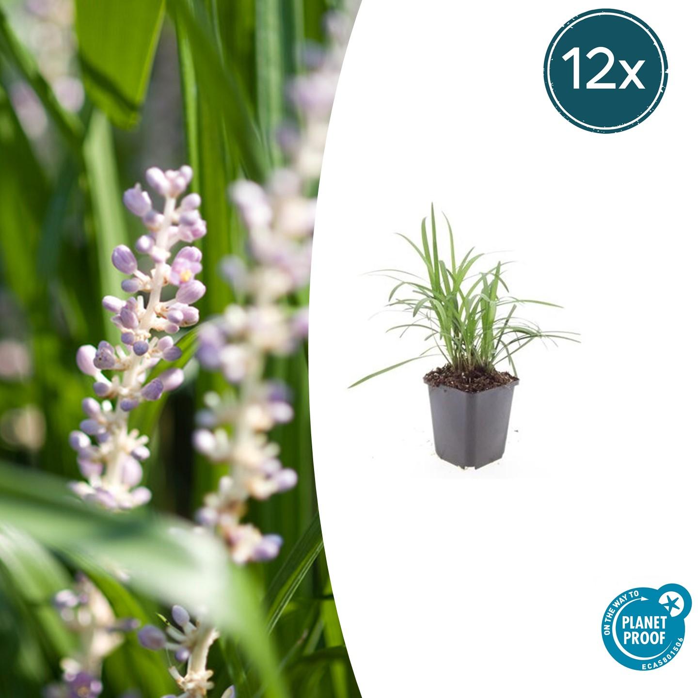 Liriope muscari 'Monroe White' - ↕10-25cm - Ø9cm