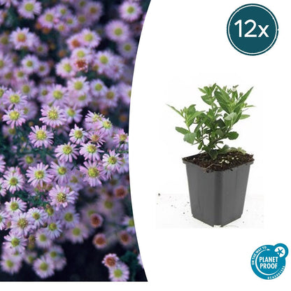 Aster ageratoides 'Stardust' - ↕10-25cm - Ø9cm