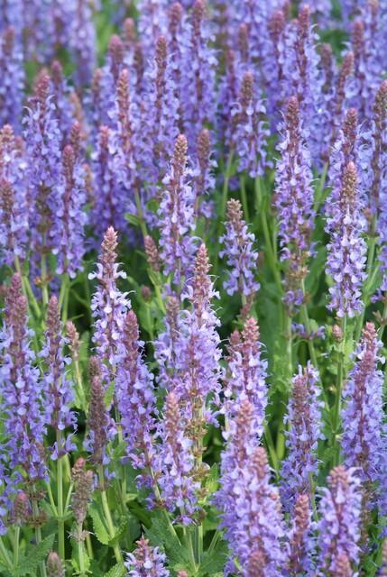 Salvia nem. 'Caradonna' - ↕10-25cm - Ø9cm