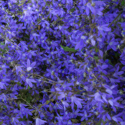 Campanula poscharskyana 'Stella' - ↕10-25cm - Ø9cm