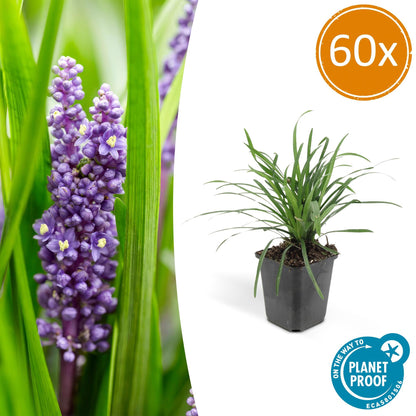 Liriope muscari 'Big Blue' - ↕10-25cm - Ø9cm