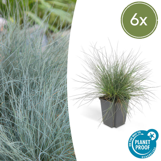 Festuca glauca 'Elijah Bleu' - ↕10-25cm - Ø9cm