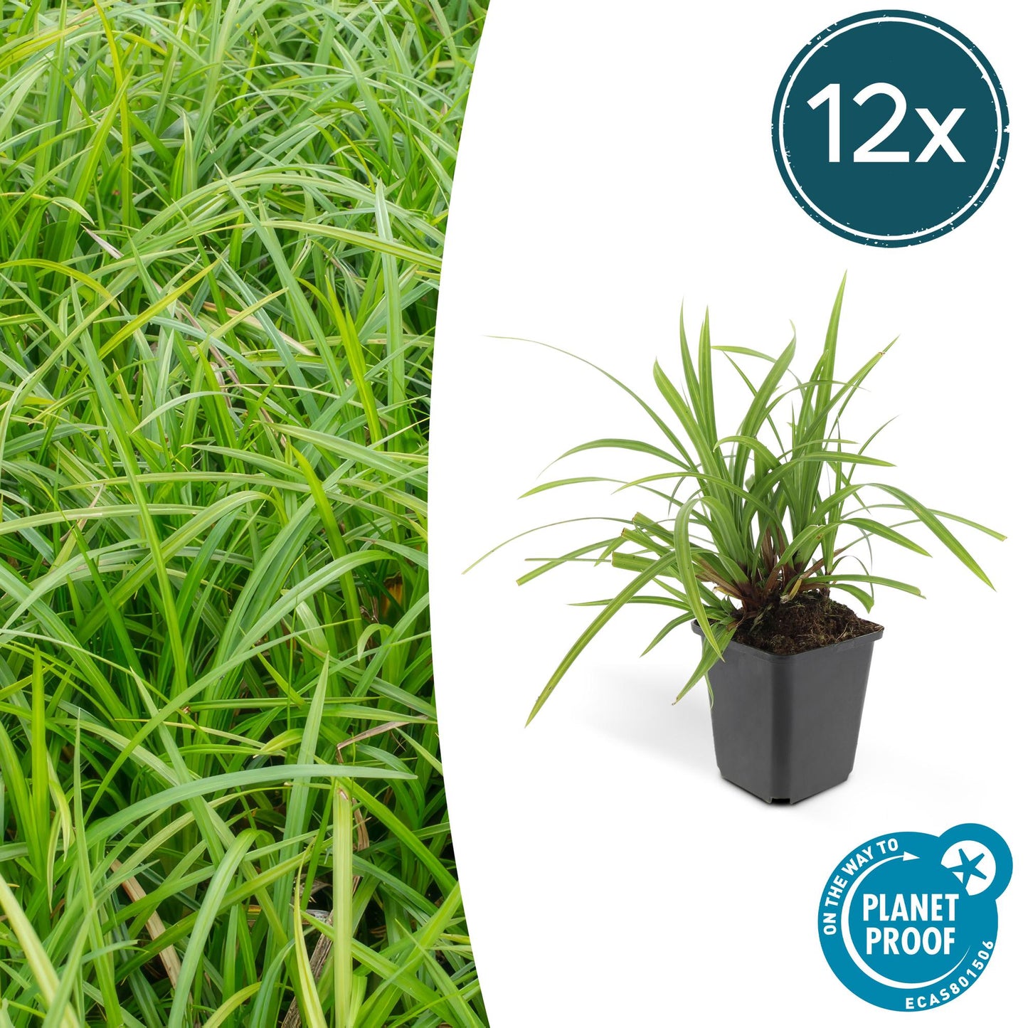 Carex morrowii 'Irish Green' - ↕10-25cm - Ø9cm - Siergras