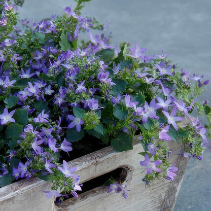 Campanula poscharskyana 'Stella' - ↕10-25cm - Ø9cm