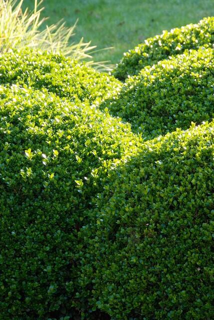 Buxus Sempervirens - ↕10-25cm - Ø9cm