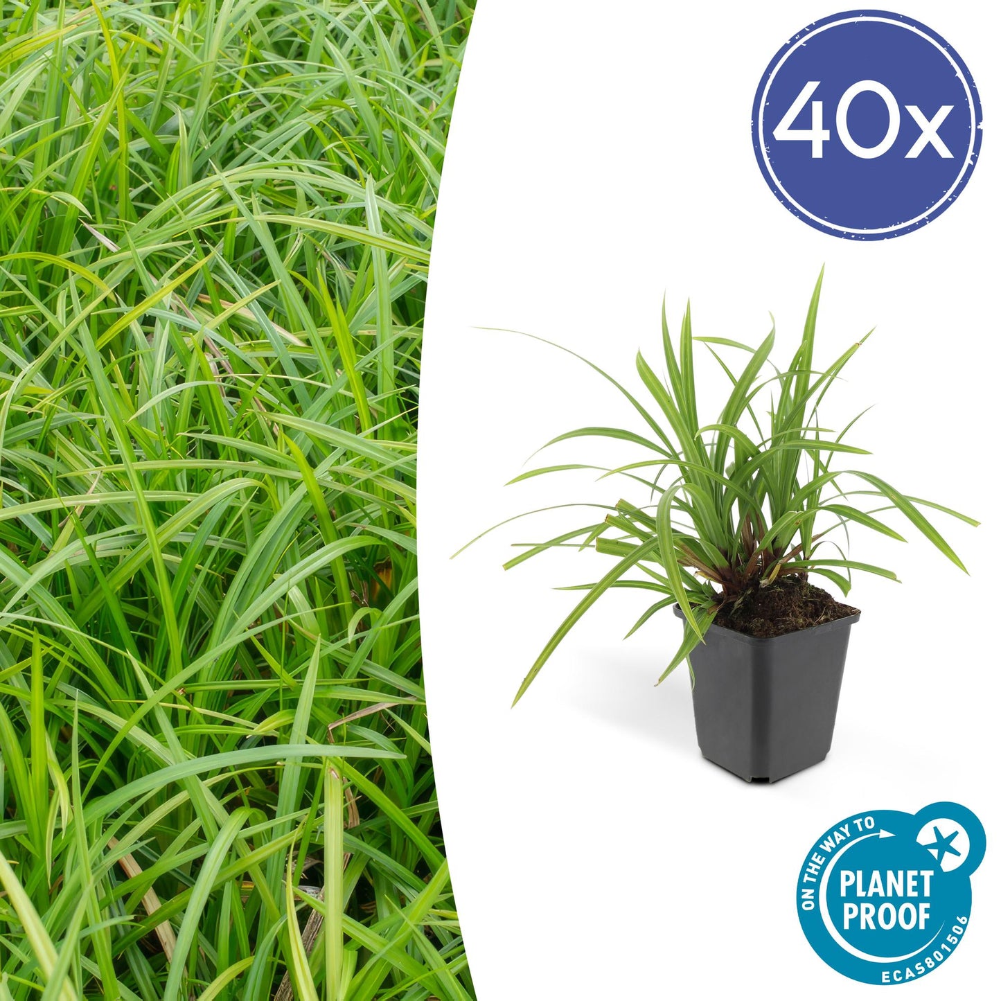 Carex morrowii 'Irish Green' - ↕10-25cm - Ø9cm - Siergras