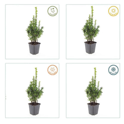 Buxus Sempervirens - ↕10-25cm - Ø9cm