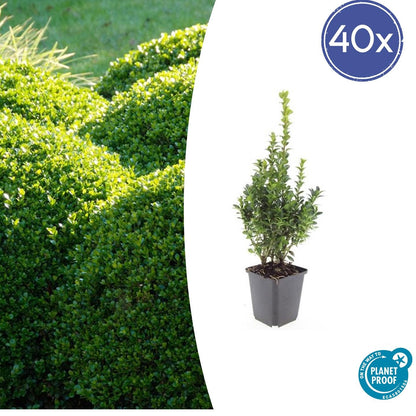 Buxus Sempervirens - ↕10-25cm - Ø9cm