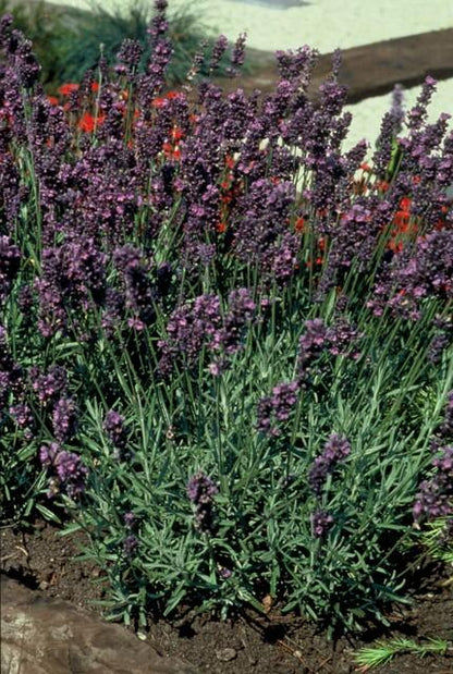 Lavandula ang. 'Munstead' - ↕10-25cm - Ø9cm