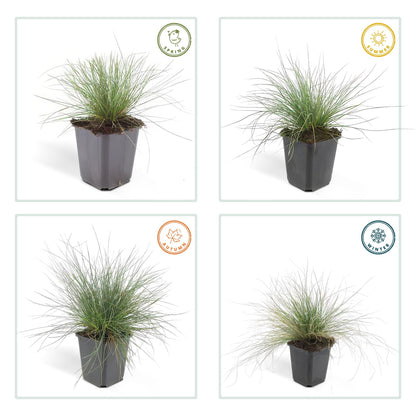 Festuca glauca 'Elijah Bleu' - ↕10-25cm - Ø9cm