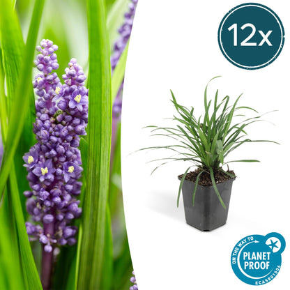 Liriope muscari 'Big Blue' - ↕10-25cm - Ø9cm