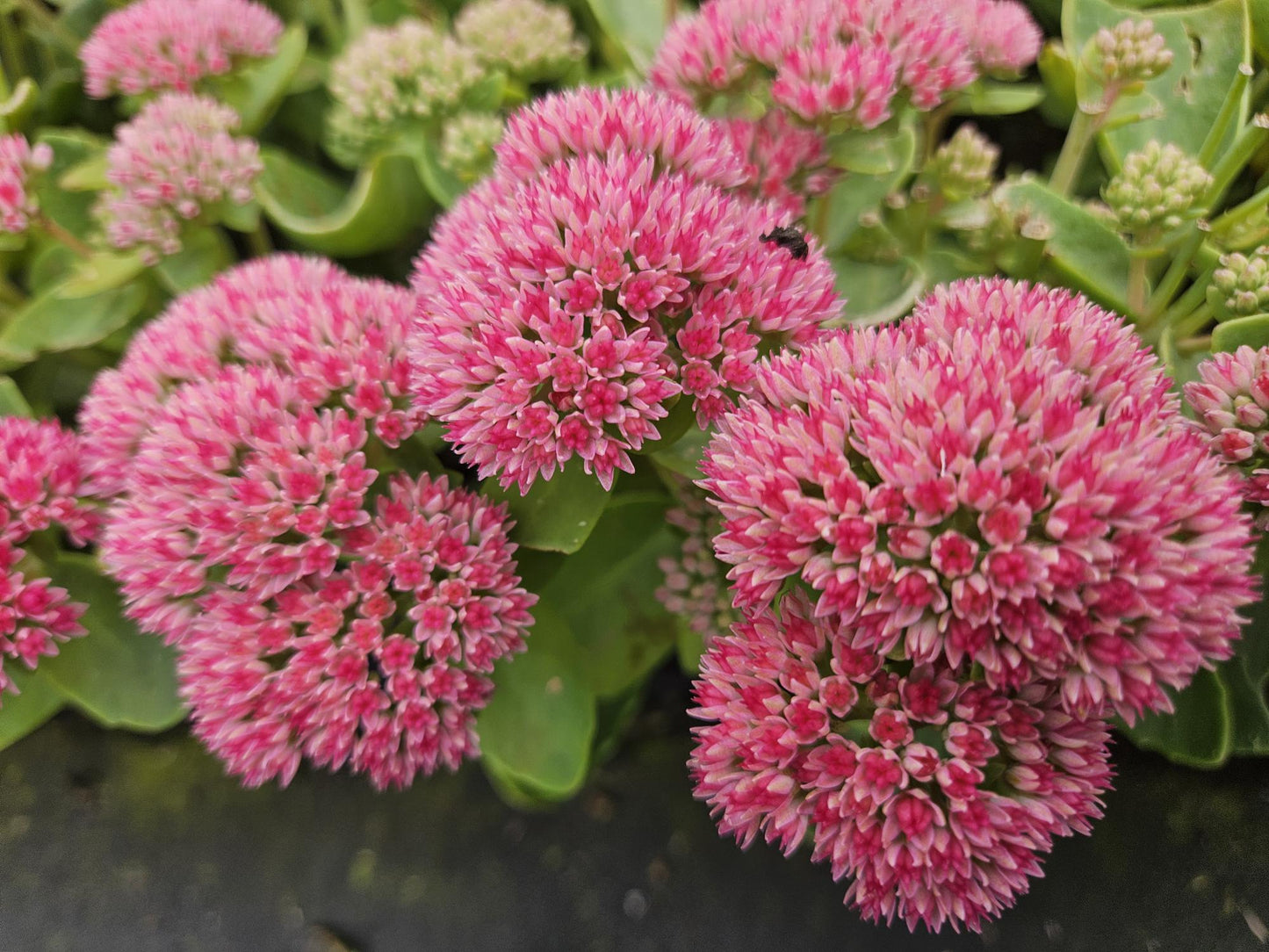 Sedum 'Herbstfreude' - ↕10-25cm - Ø9cm