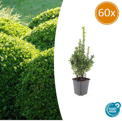 Buxus Sempervirens - ↕10-25cm - Ø9cm