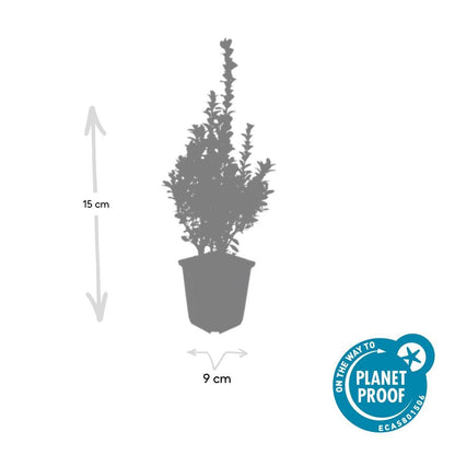 Buxus Sempervirens - ↕10-25cm - Ø9cm