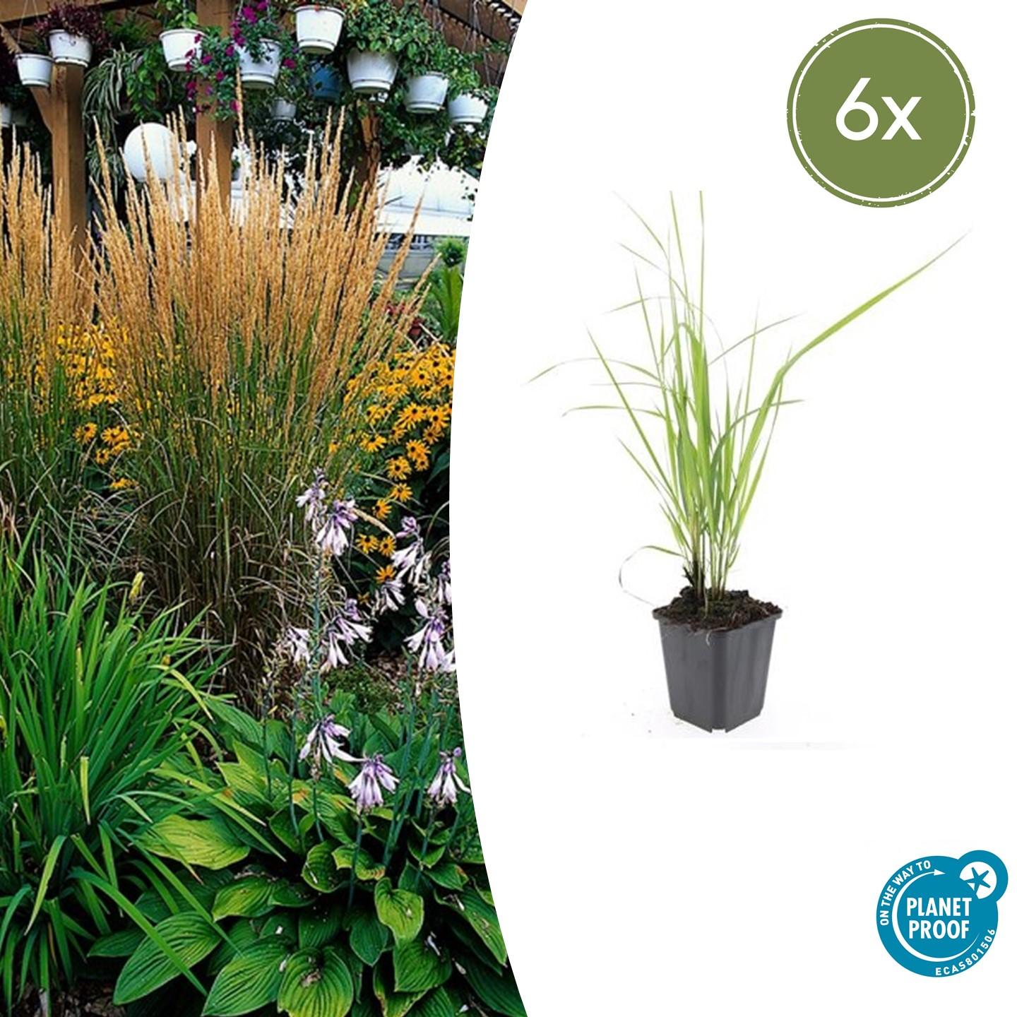 Calamagrostis acut. 'Karl Foerster'  - ↕10-25cm - Ø9cm