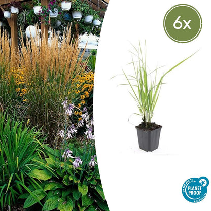 Calamagrostis acut. 'Karl Foerster'  - ↕10-25cm - Ø9cm