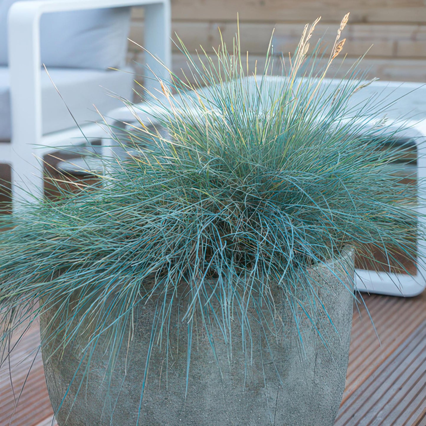 Festuca glauca 'Elijah Bleu' - ↕10-25cm - Ø9cm