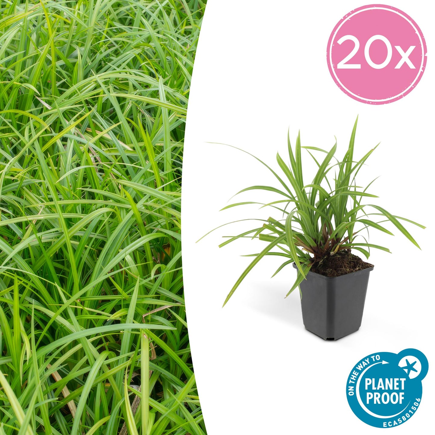 Carex morrowii 'Irish Green' - ↕10-25cm - Ø9cm - Siergras