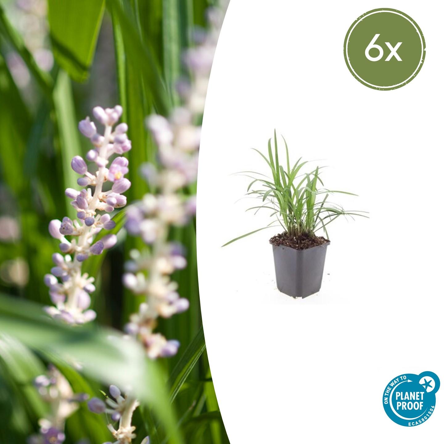 Liriope muscari 'Monroe White' - ↕10-25cm - Ø9cm