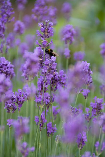 Lavandula ang. 'Munstead' - ↕10-25cm - Ø9cm