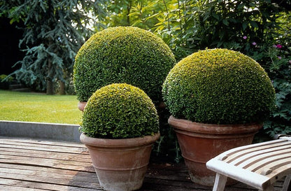 Buxus Sempervirens - ↕10-25cm - Ø9cm