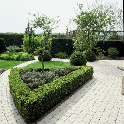 Buxus Sempervirens - ↕10-25cm - Ø9cm