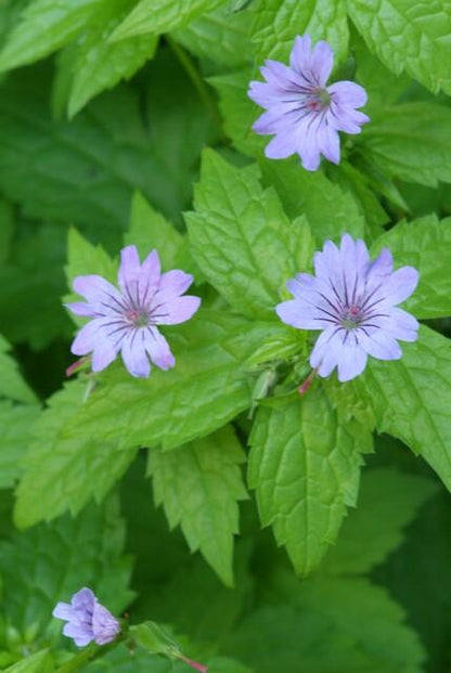 Geranium nodosum - ↕10-25cm - Ø9cm