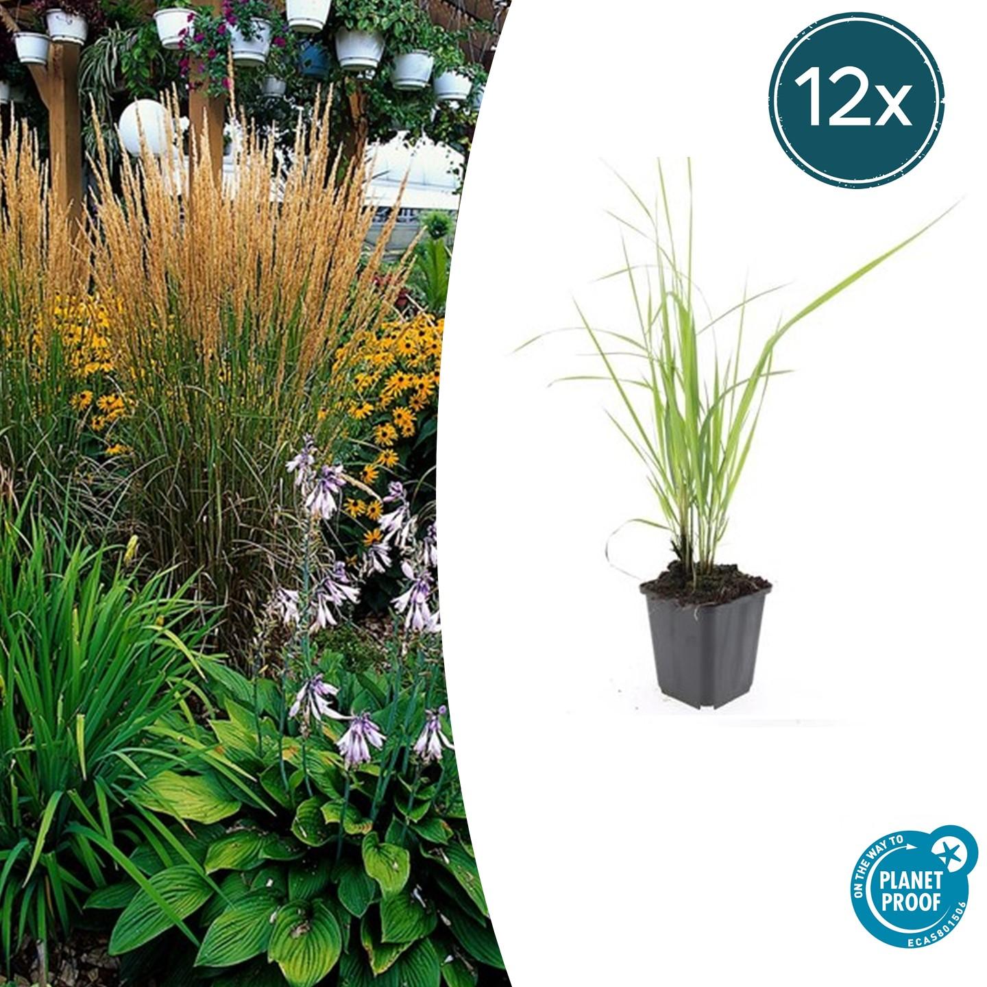 Calamagrostis acut. 'Karl Foerster'  - ↕10-25cm - Ø9cm