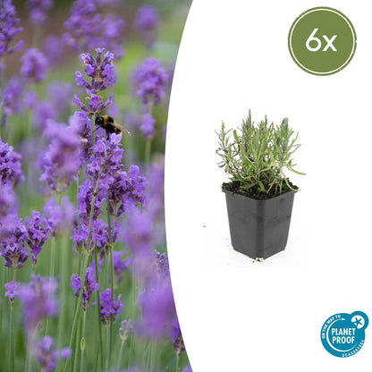 Lavandula ang. 'Munstead' - ↕10-25cm - Ø9cm