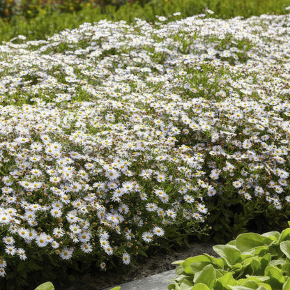 Aster ageratoides 'Ashvi' - ↕10-25cm - Ø9cm