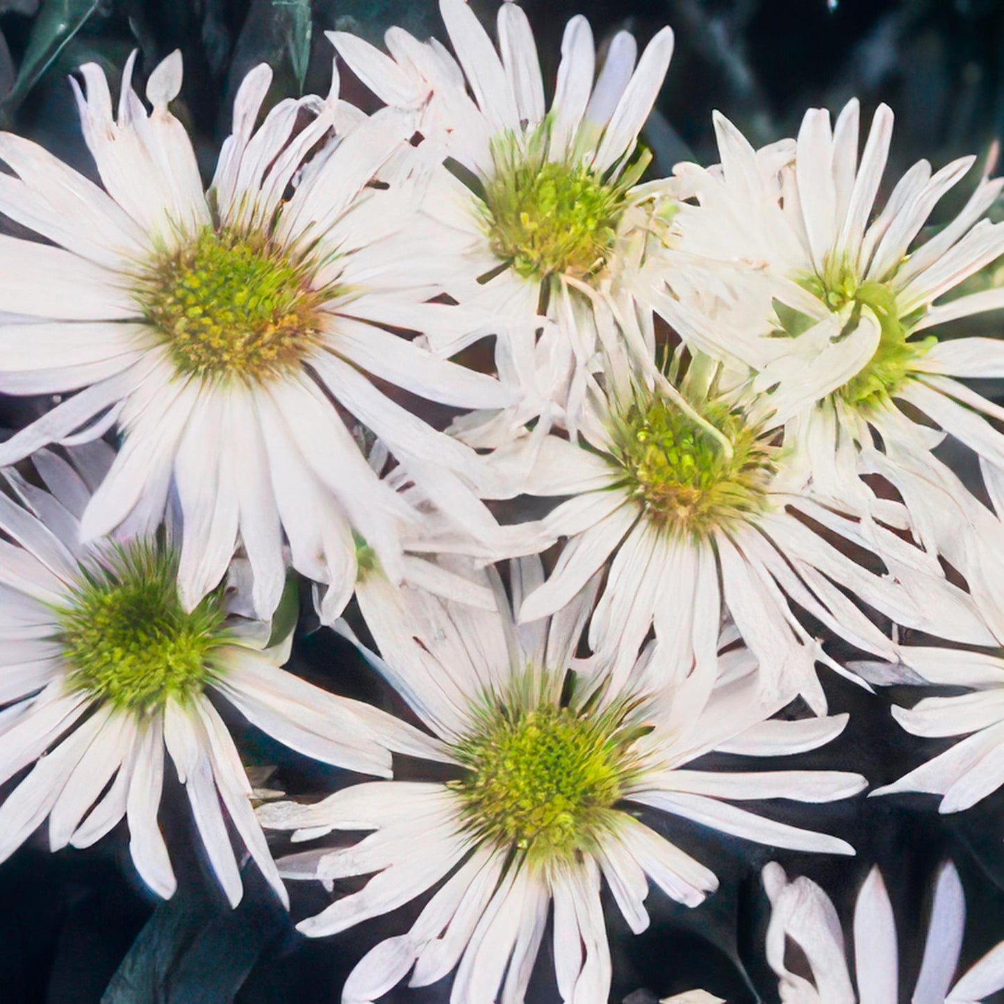 Aster ageratoides 'Ashvi' - ↕10-25cm - Ø9cm