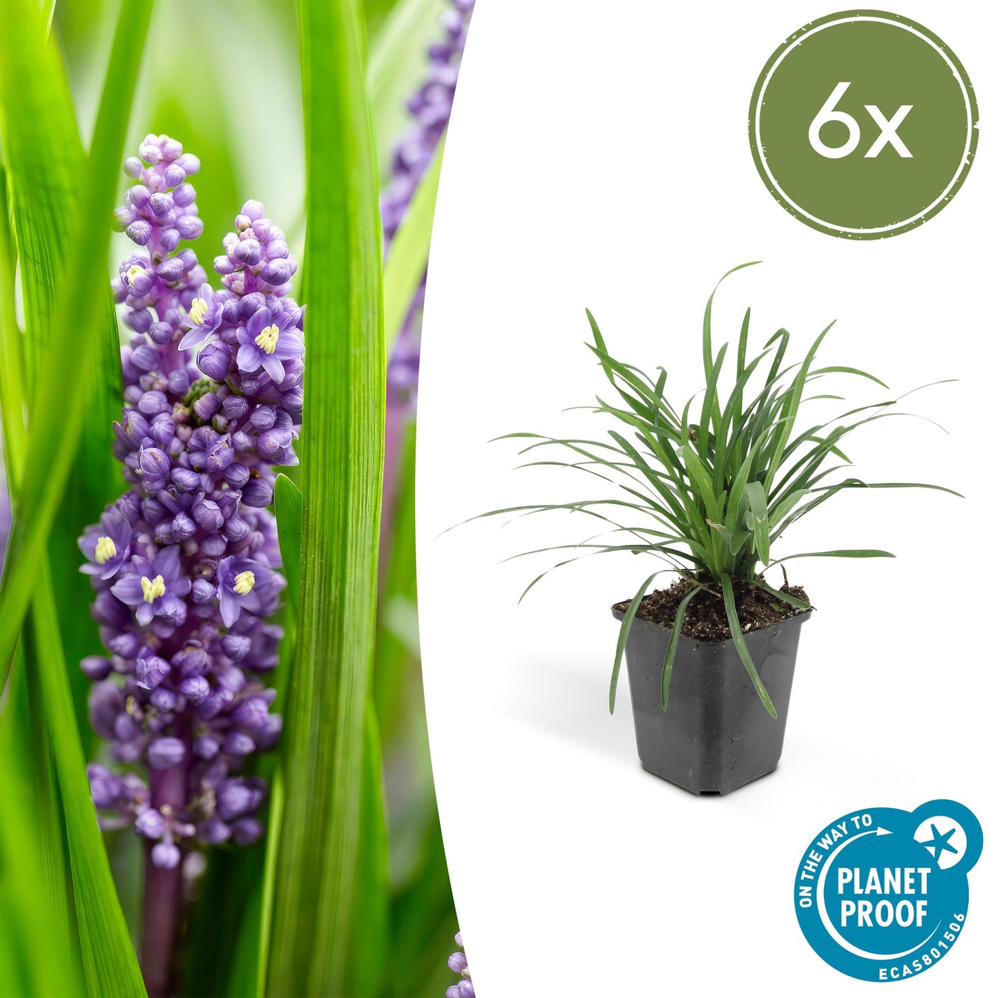 Liriope muscari 'Big Blue' - ↕10-25cm - Ø9cm