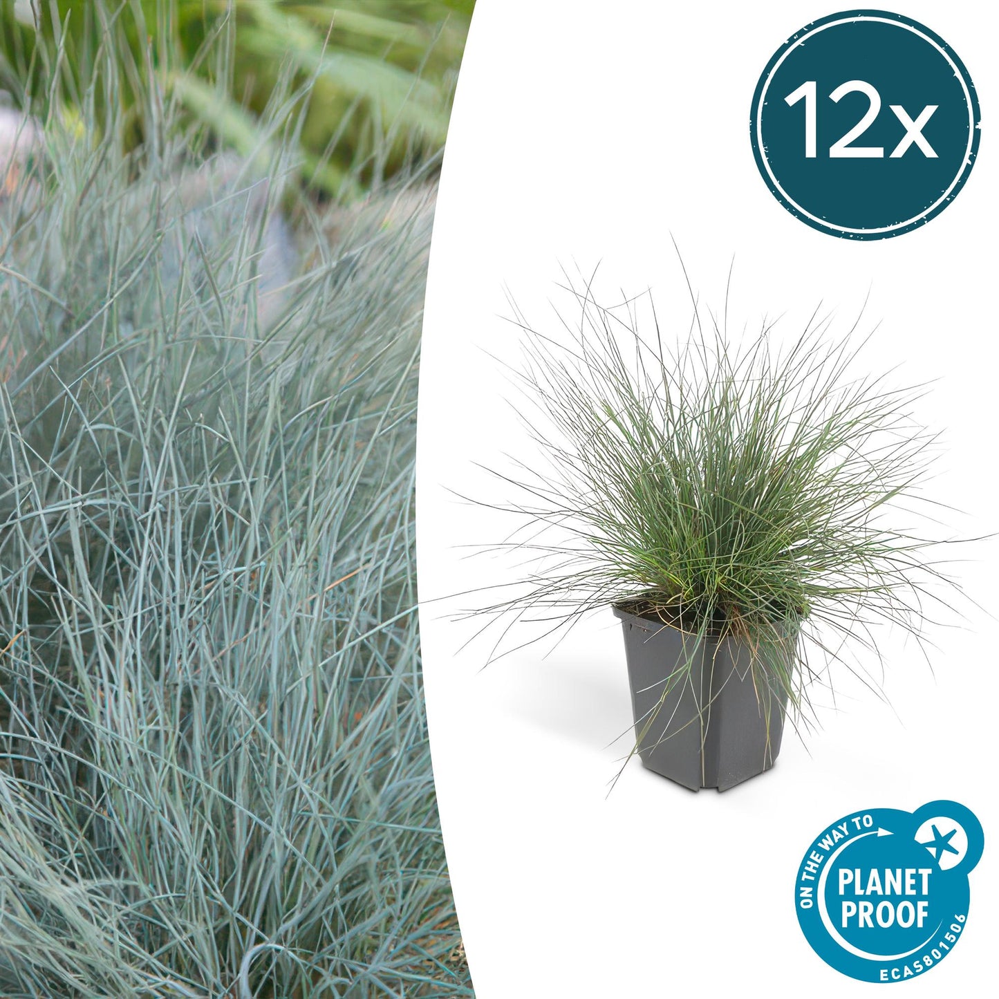 Festuca glauca 'Elijah Bleu' - ↕10-25cm - Ø9cm