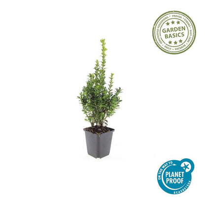 Buxus Sempervirens - ↕10-25cm - Ø9cm